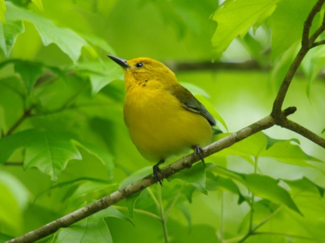 Prothonotary Warbler